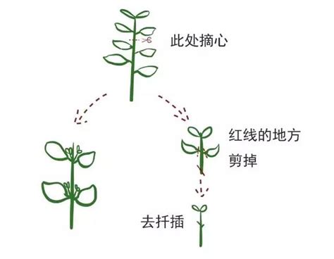 植物摘心是什麼意思